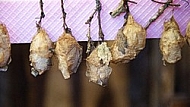 Butterfly, butterflyfarm