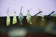 Butterfly, butterflyfarm