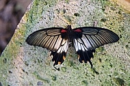 Butterfly, butterflyfarm