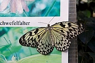 Butterfly, butterflyfarm