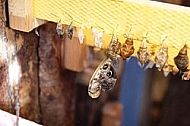 Butterfly, butterflyfarm