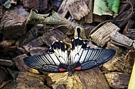 Butterfly, butterflyfarm