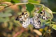 Butterfly, butterflyfarm