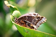 Butterfly, butterflyfarm