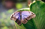 Butterfly, butterflyfarm