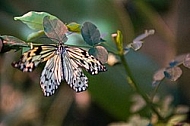 Butterfly, butterflyfarm