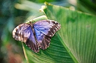 Butterfly, butterflyfarm