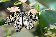 Butterfly, butterflyfarm