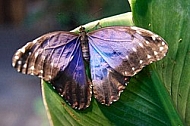 Butterfly, butterflyfarm