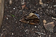 Butterfly, butterflyfarm