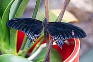 Butterfly, butterflyfarm