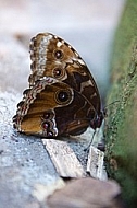 Butterfly, butterflyfarm