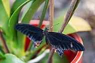 Butterfly, butterflyfarm