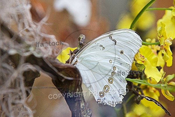 Butterfly, butterflyfarm