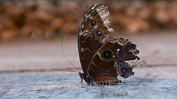 Butterfly, butterflyfarm