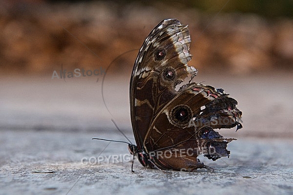 Butterfly, butterflyfarm