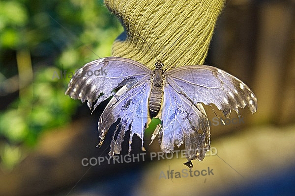 Butterfly, butterflyfarm