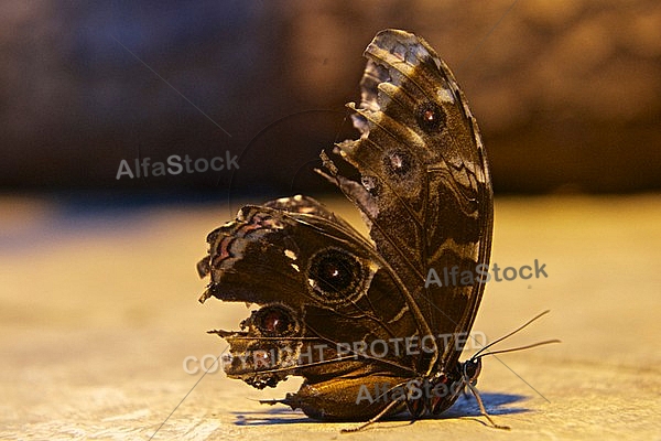 Butterfly, butterflyfarm