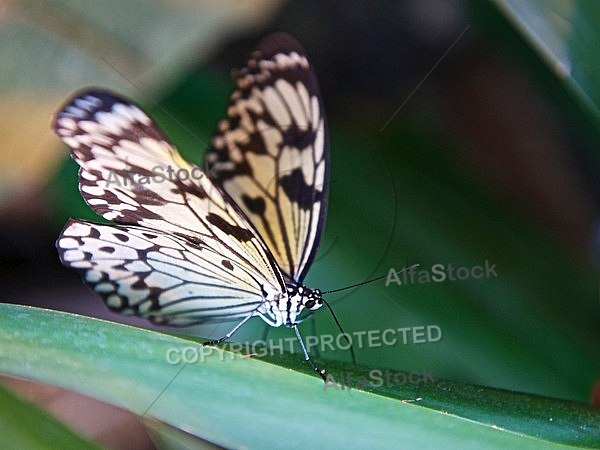 Butterfly, butterflyfarm