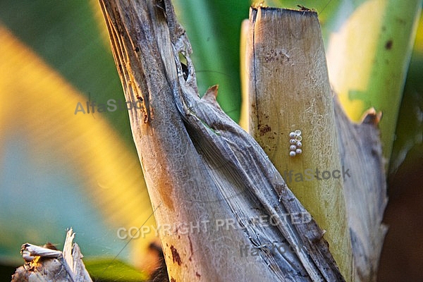 Butterfly, butterflyfarm