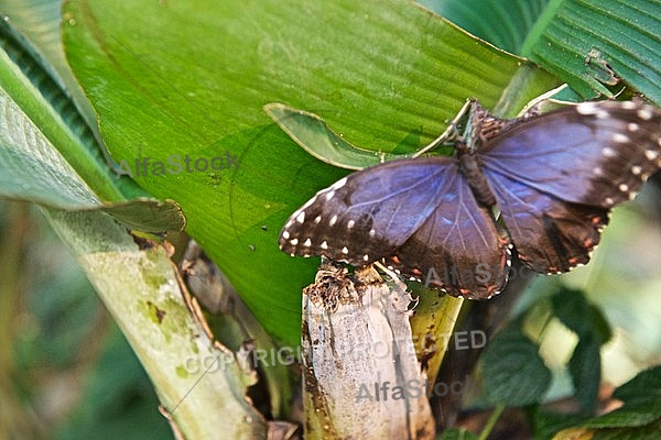 Butterfly, butterflyfarm