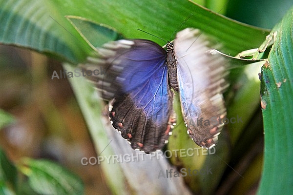 Butterfly, butterflyfarm