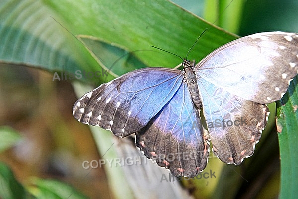 Butterfly, butterflyfarm