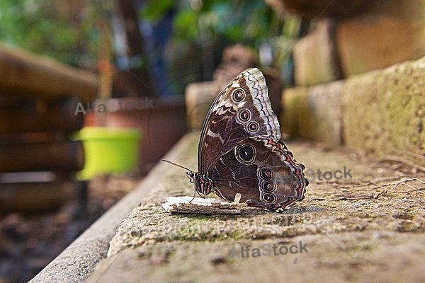 Butterfly, butterflyfarm