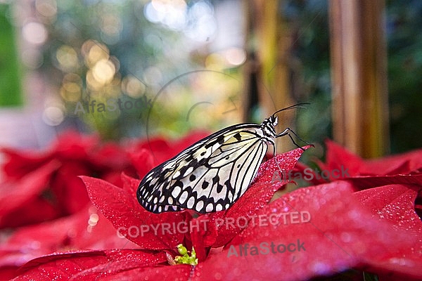 Butterfly, butterflyfarm