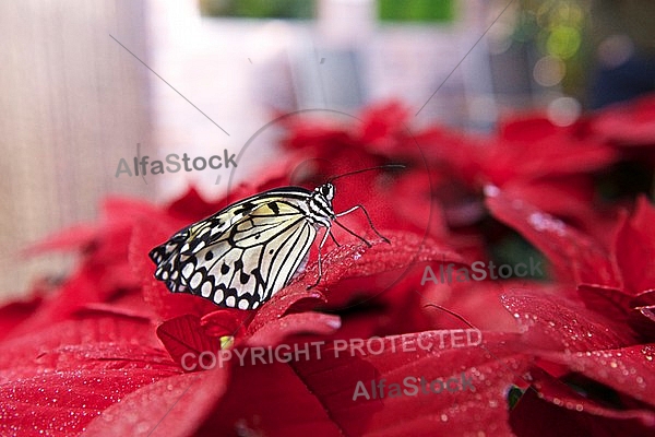 Butterfly, butterflyfarm