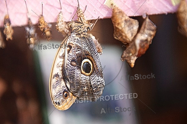 Butterfly, butterflyfarm