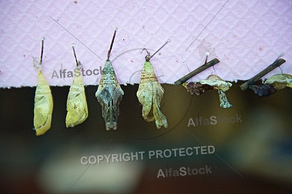 Butterfly, butterflyfarm