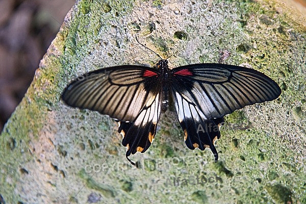 Butterfly, butterflyfarm