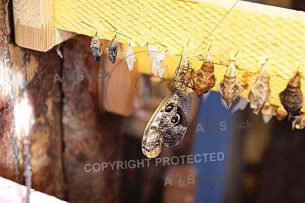 Butterfly, butterflyfarm