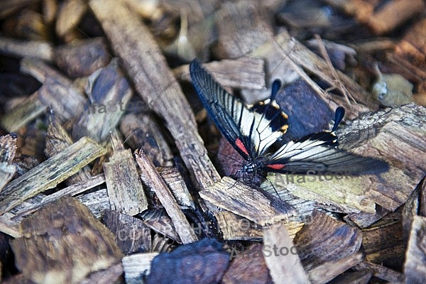 Butterfly, butterflyfarm