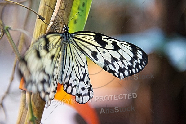 Butterfly, butterflyfarm