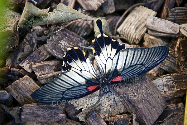 Butterfly, butterflyfarm