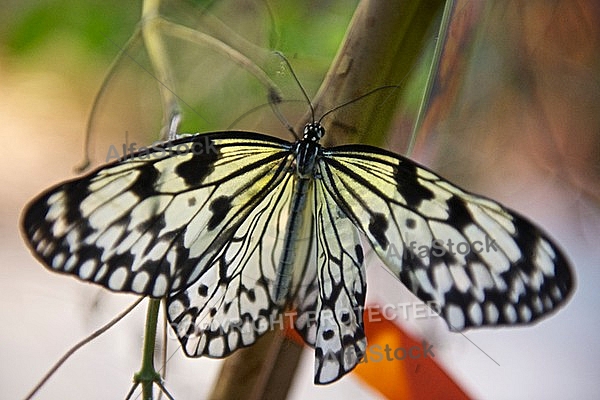 Butterfly, butterflyfarm