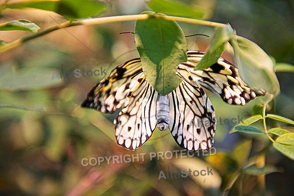 Butterfly, butterflyfarm