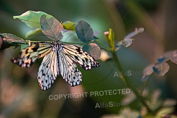 Butterfly, butterflyfarm