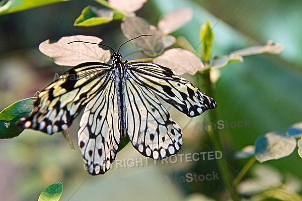 Butterfly, butterflyfarm