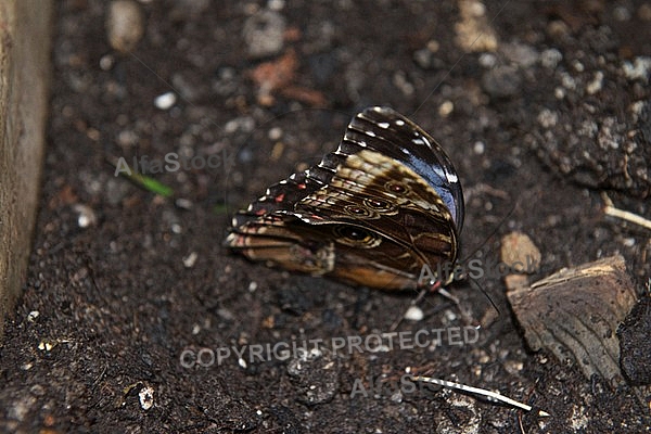 Butterfly, butterflyfarm