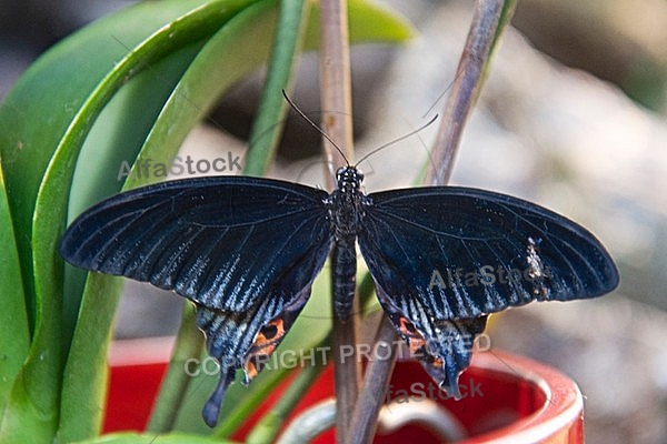 Butterfly, butterflyfarm