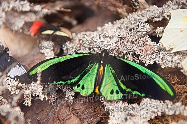 Butterfly, butterflyfarm