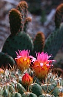 cactus_8