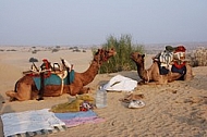 Camel safari