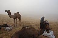 Camel safari