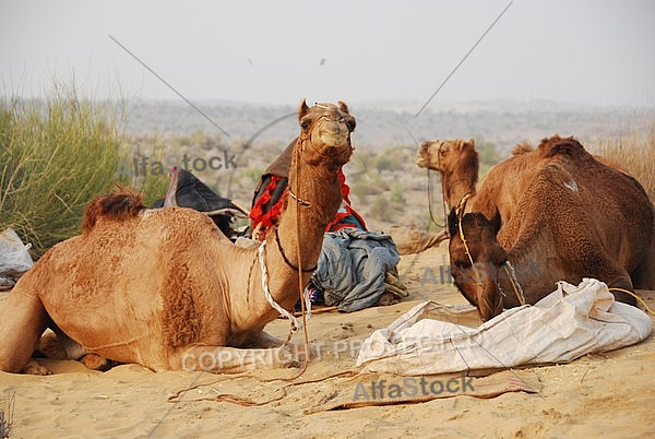 Camel safari