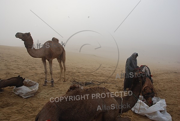 Camel safari