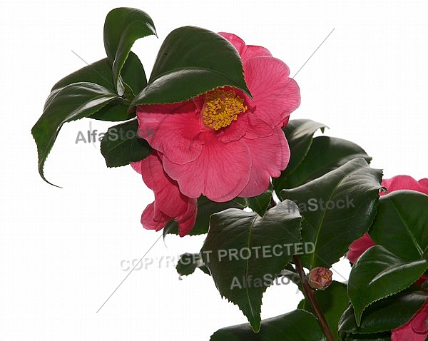 Camellia